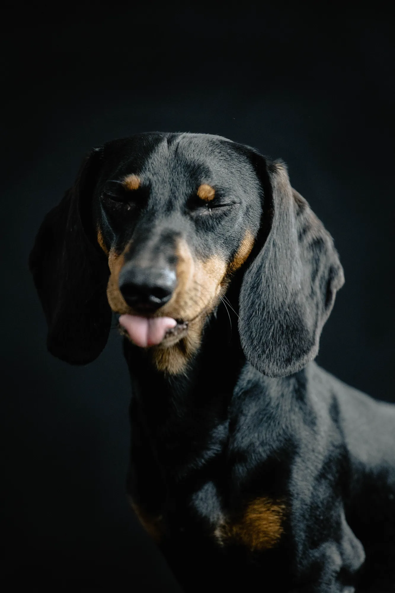 Dogs in studio