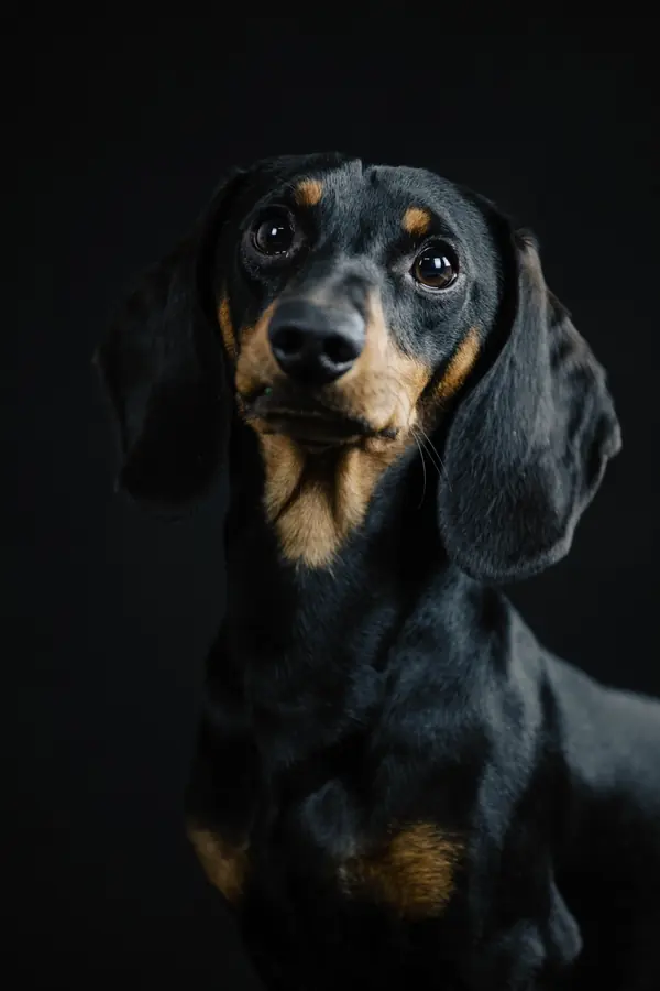 Dogs in studio