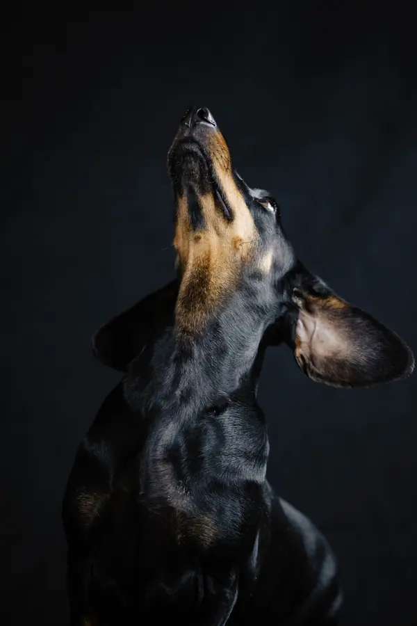 Dogs in studio