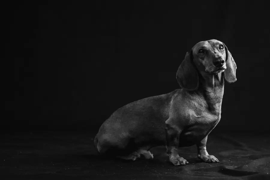 Dogs in studio