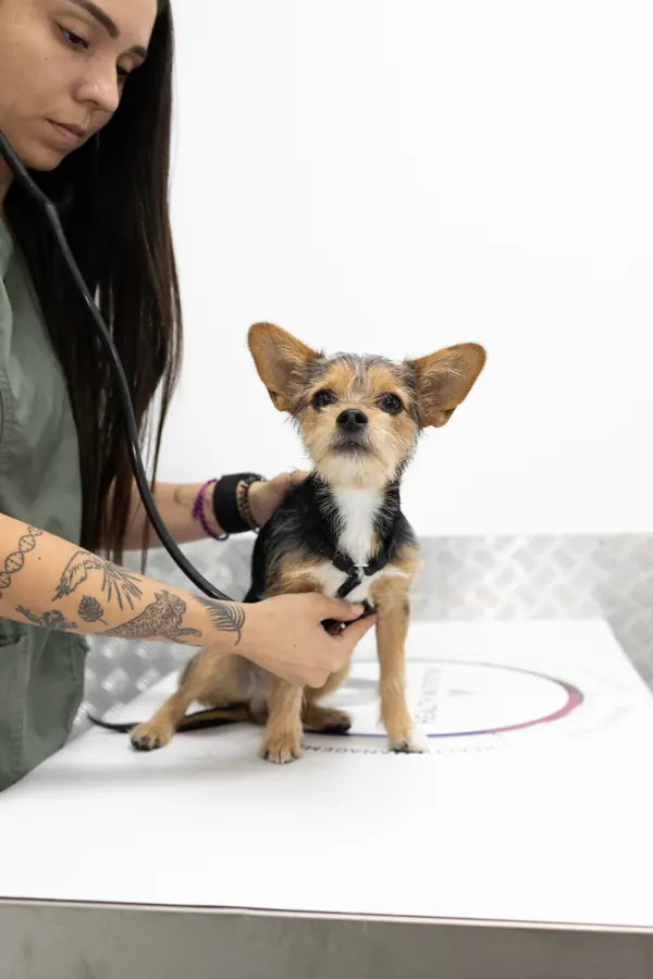 Lily's Vet
