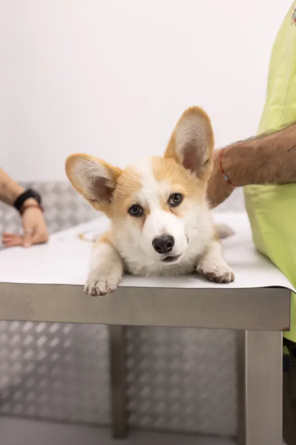 Lily's Vet