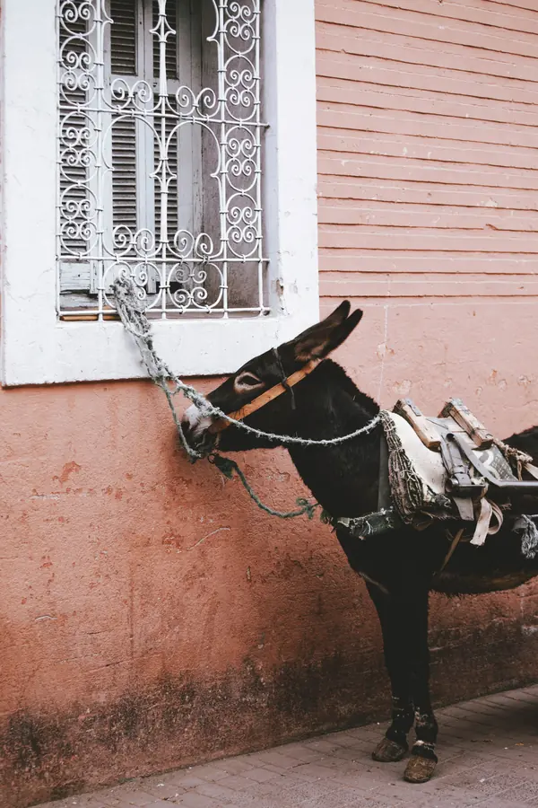 Mindful Nomads