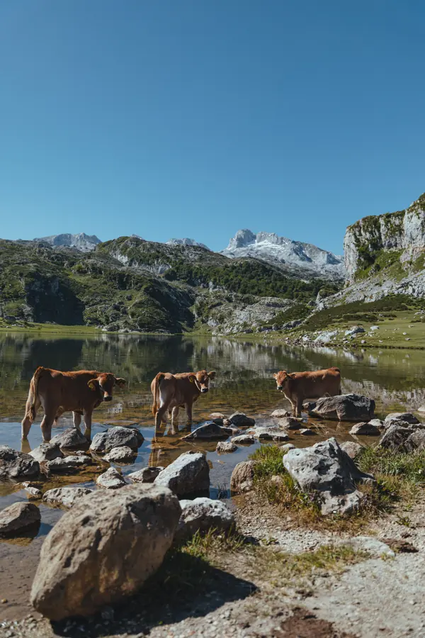 Picos de Europa